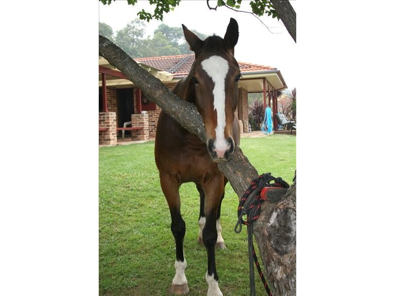 163 Blaxland’s Ridge Road, Kurrajong NSW 2758