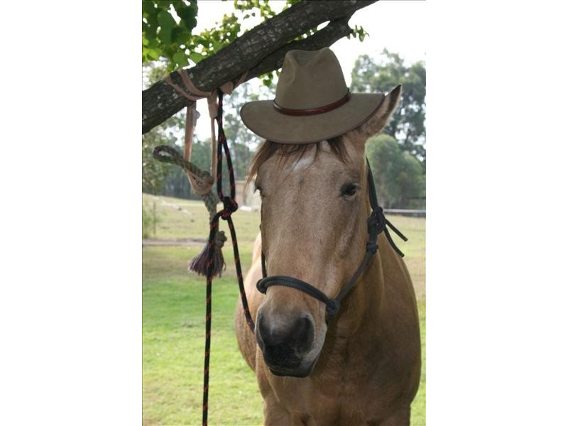 163 Blaxland’s Ridge Road, Kurrajong NSW 2758