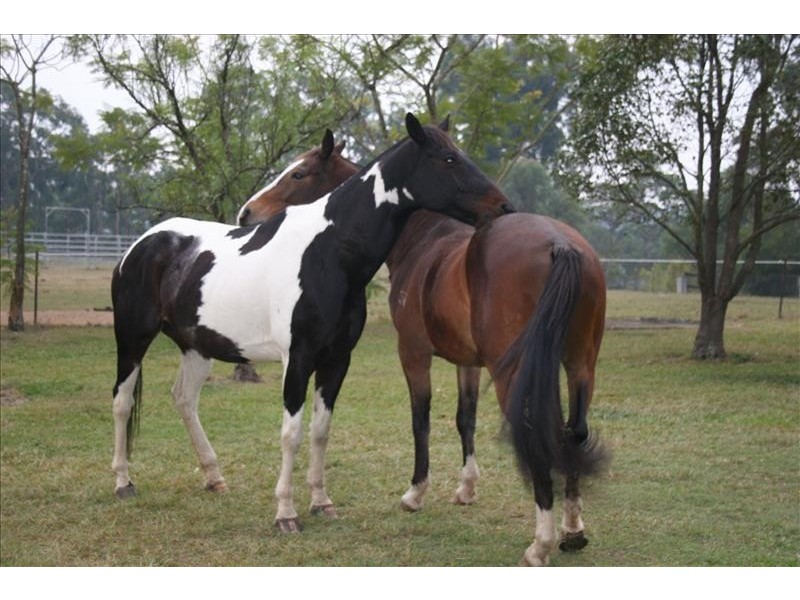 163 Blaxland’s Ridge Road, Kurrajong NSW 2758