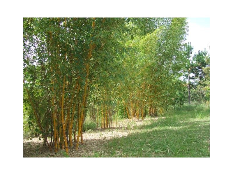 96 Buckley Road, Kin Kin QLD 4571