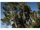 Tarzali QLD 4885