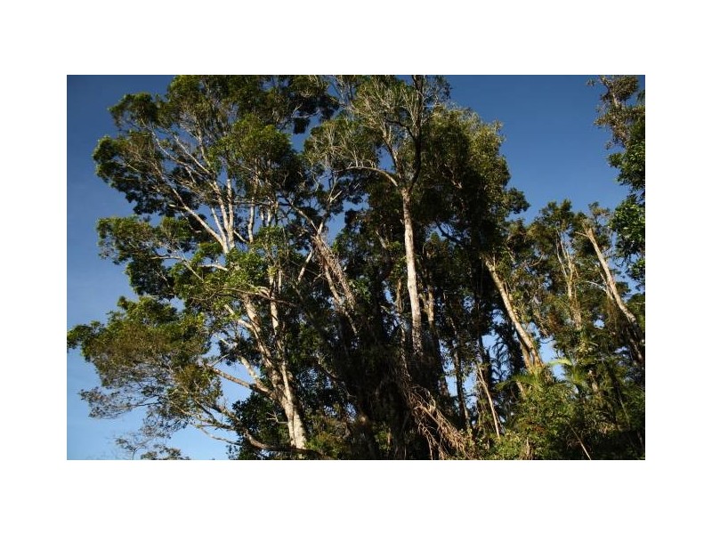 Tarzali QLD 4885