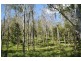 Yungaburra QLD 4884