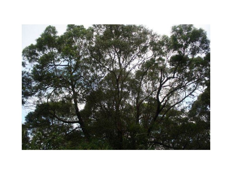 Lake Eacham QLD 4884