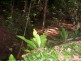 Tarzali QLD 4885