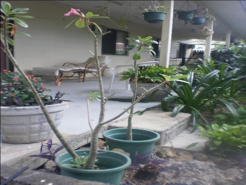 28 Accatino St, Edmonton QLD 4869