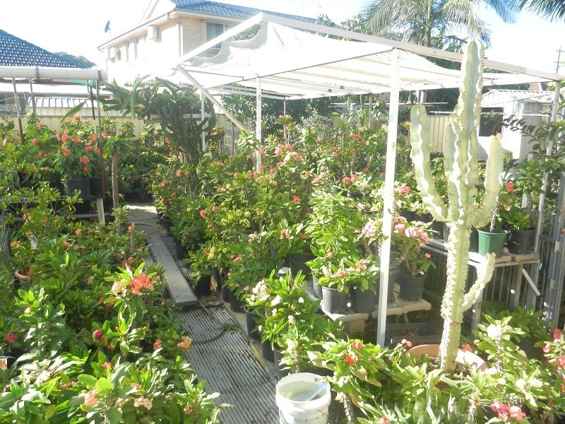 35 Ferngrove rd, Canley Heights NSW 2166