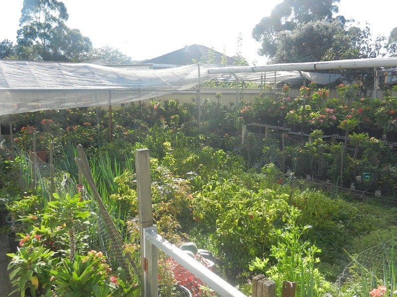 35 Ferngrove rd, Canley Heights NSW 2166