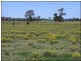 631 Menarcobrinni Rd, Clybucca NSW 2440