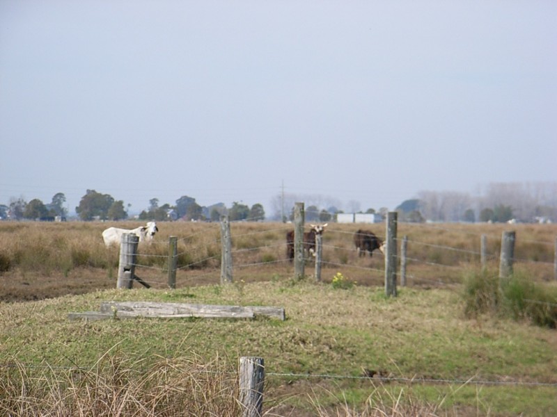 Bellimbopinni NSW 2440