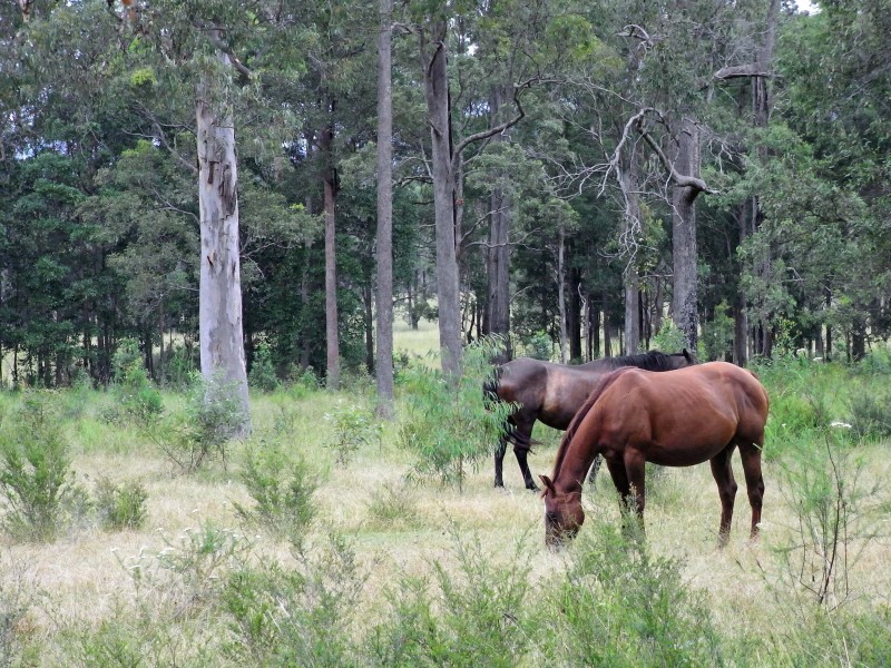246 Mungay Flat Rd, Willawarrin NSW 2440