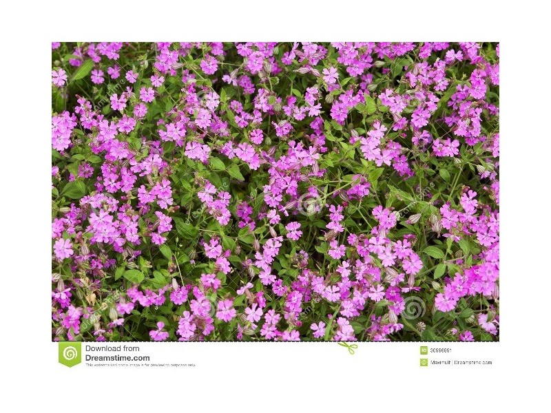 1/498 goodwood Road, Cumberland Park SA 5041