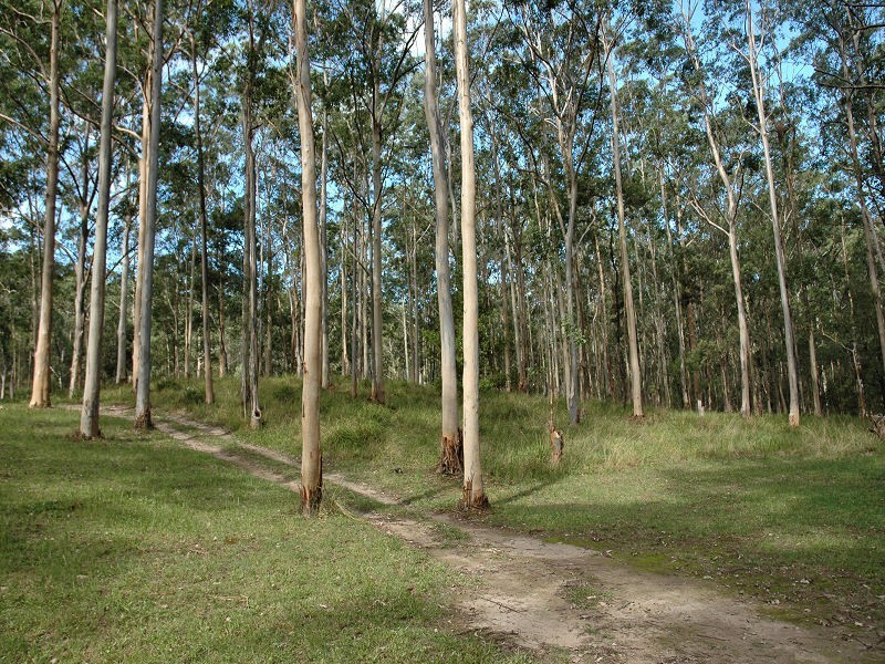 Laguna NSW 2325