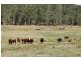 Wollombi NSW 2325