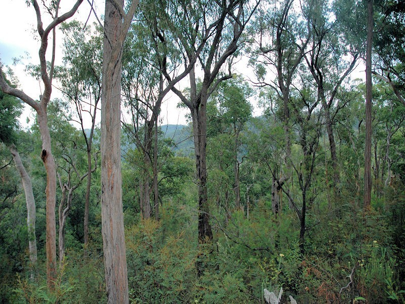 Cedar Creek NSW 2325