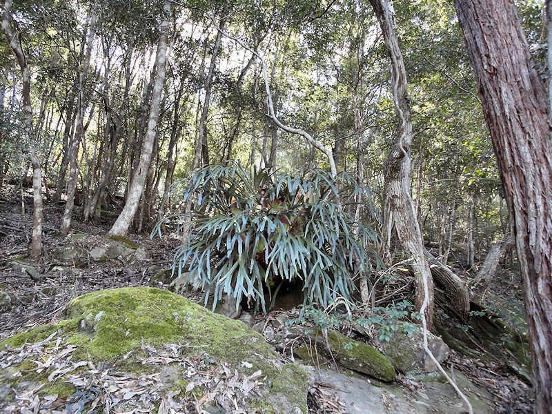 Laguna NSW 2325