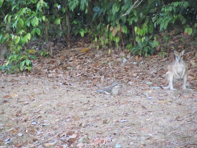 39 Clifton Road, Clifton Beach QLD 4879