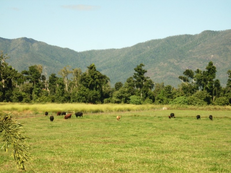 99 Lily Creek Road, Cardwell QLD 4849