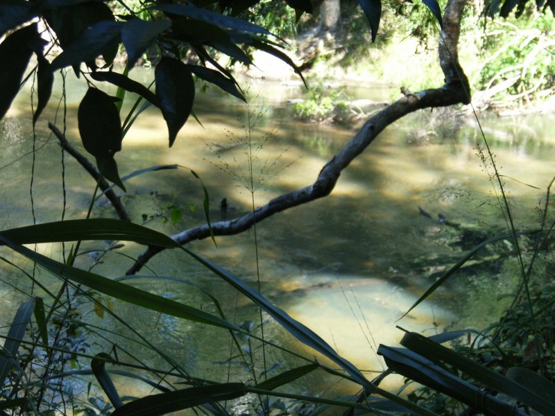 99 Lily Creek Road, Cardwell QLD 4849