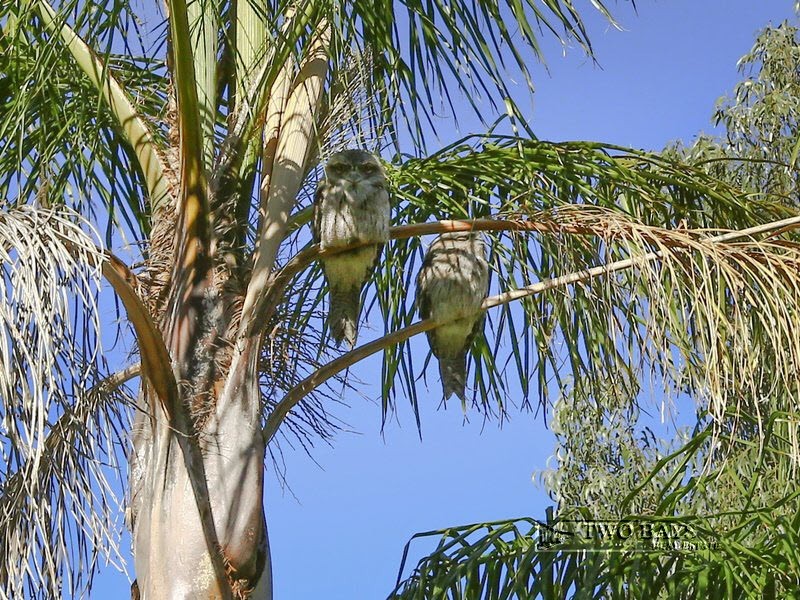 57 Two Bays Road, Mount Eliza VIC 3930