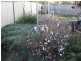 Laidley QLD 4341
