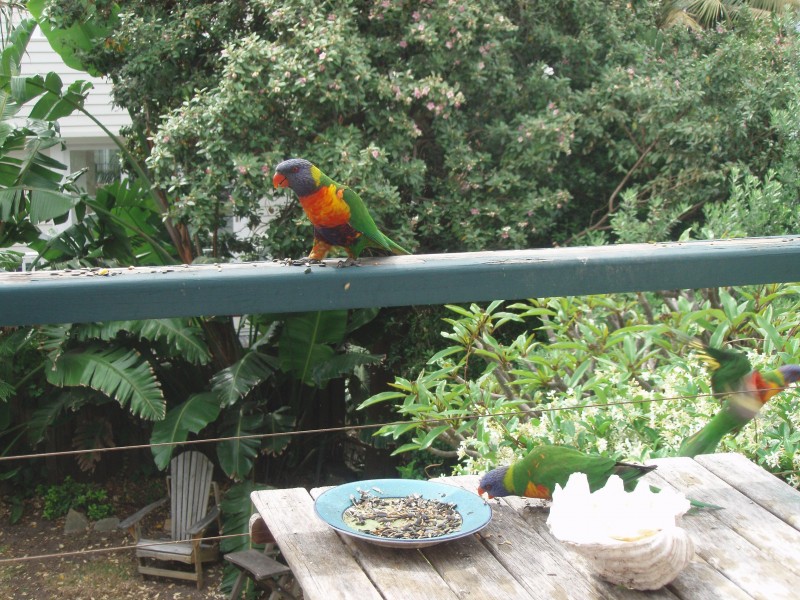 0 Dellview St, Tamarama NSW 2026