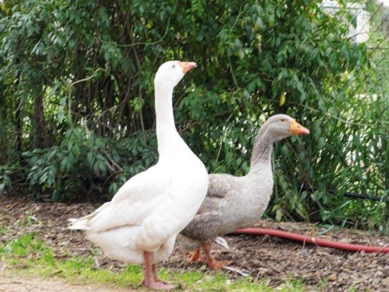 12 Bagley St, Muchea WA 6501