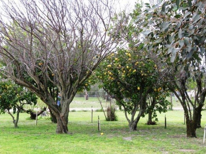 12 Bagley St, Muchea WA 6501