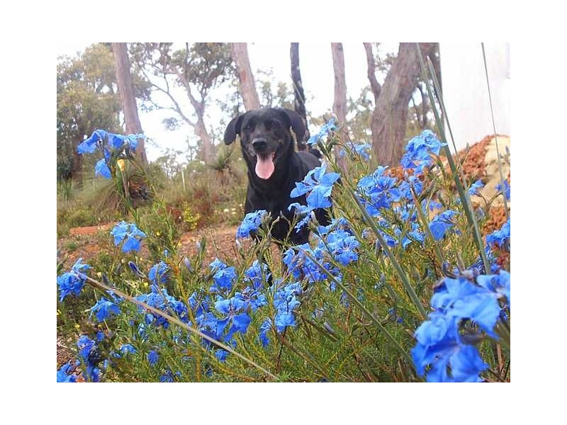 332 Powderbark Rd, Lower Chittering WA 6084