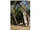 1 Buoro Street, Ball Bay QLD 4741