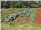 Yungaburra QLD 4884