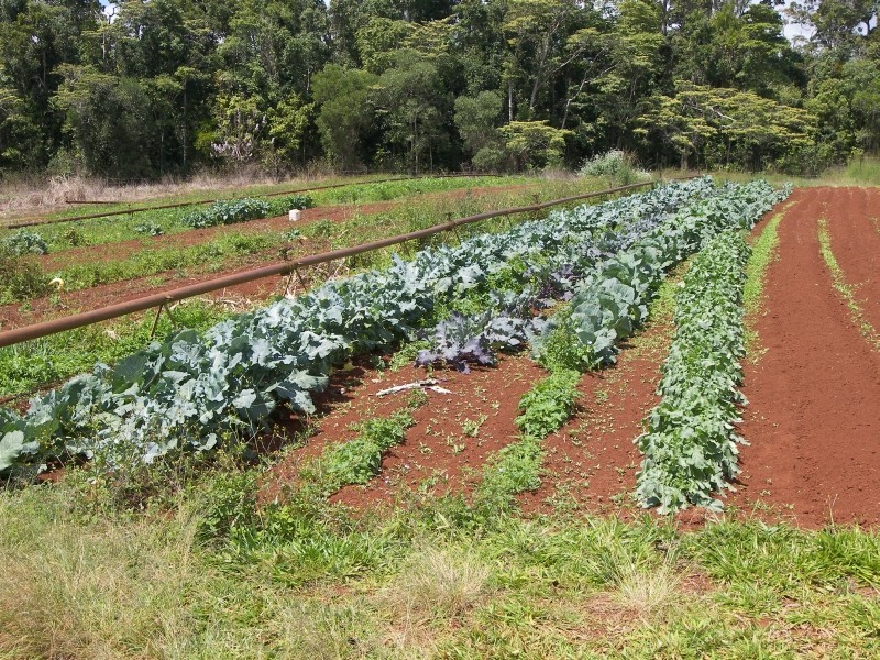 Yungaburra QLD 4884