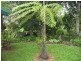 Yungaburra QLD 4884