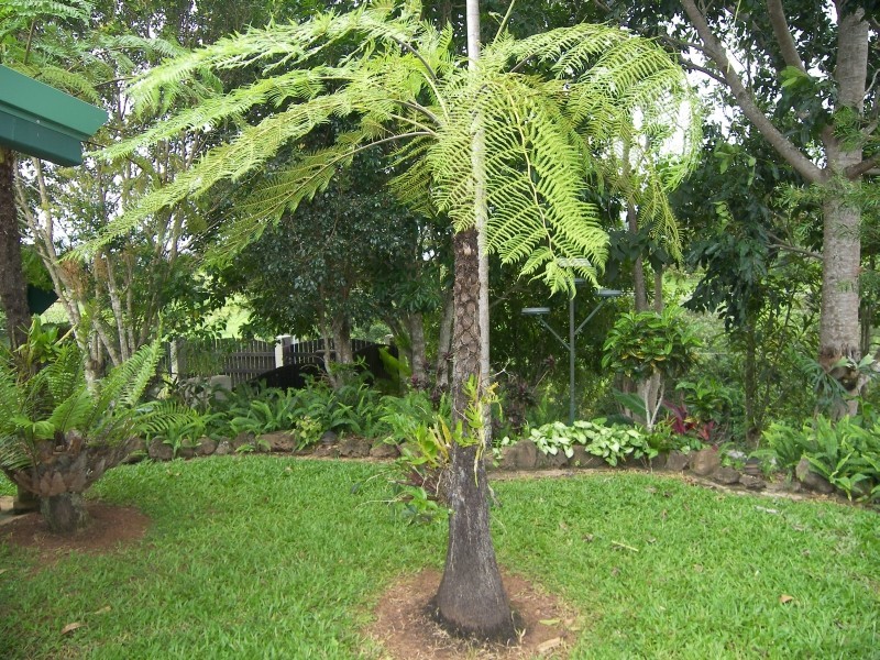Yungaburra QLD 4884