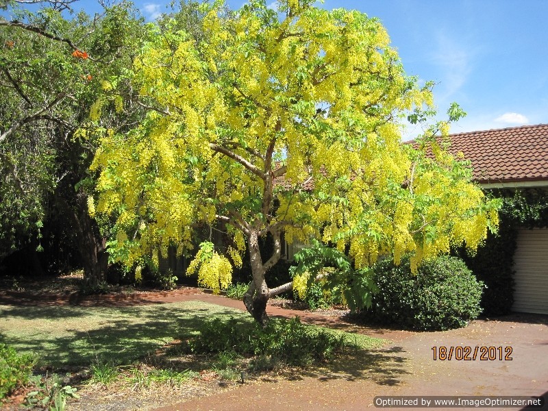 12 Cabramatta Street, Bayswater WA 6053