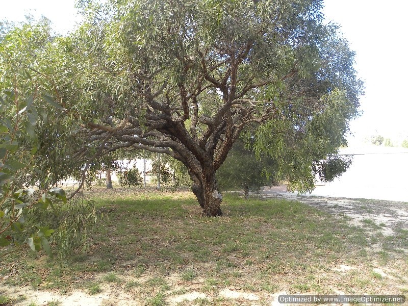 55 Bluegum Crescent, Gabbadah WA 6041