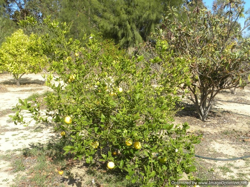 55 Bluegum Crescent, Gabbadah WA 6041