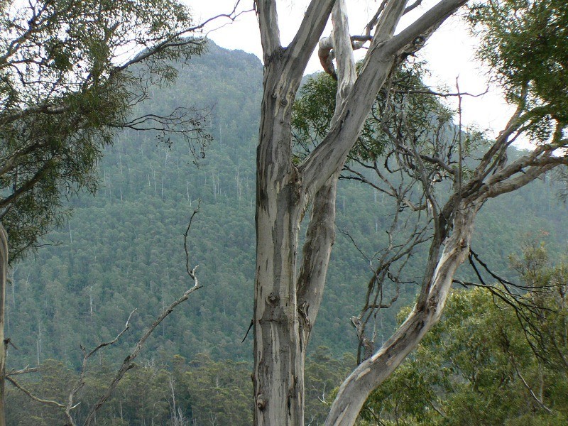 00 Cranes Road, Dromedary TAS 7030