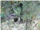 3/373 Church, Dromedary TAS 7030