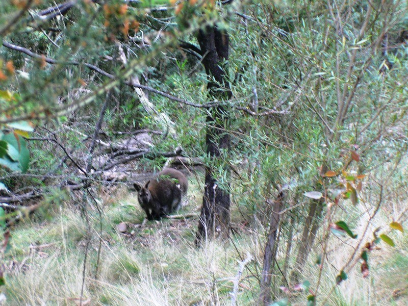 3/373 Church, Dromedary TAS 7030