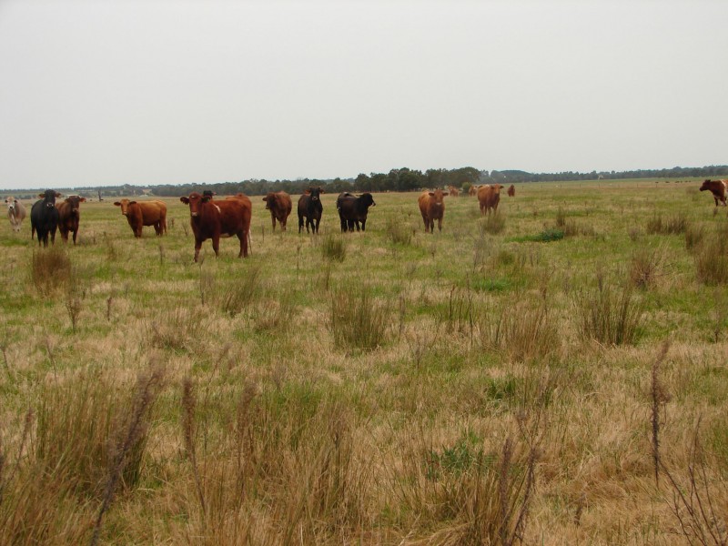 50 Cobblers Creek, Bairnsdale VIC 3875