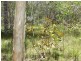Bauple QLD 4650