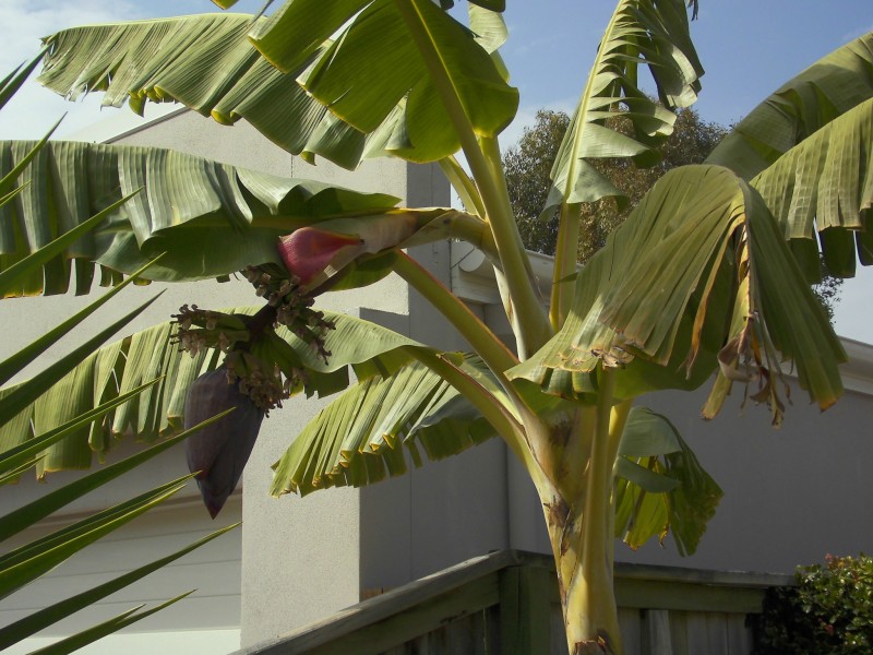 10 Albany Street, Sippy Downs QLD 4556