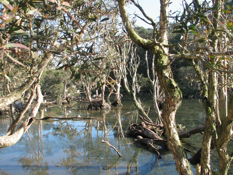 24 Mort Street, Shortland NSW 2307