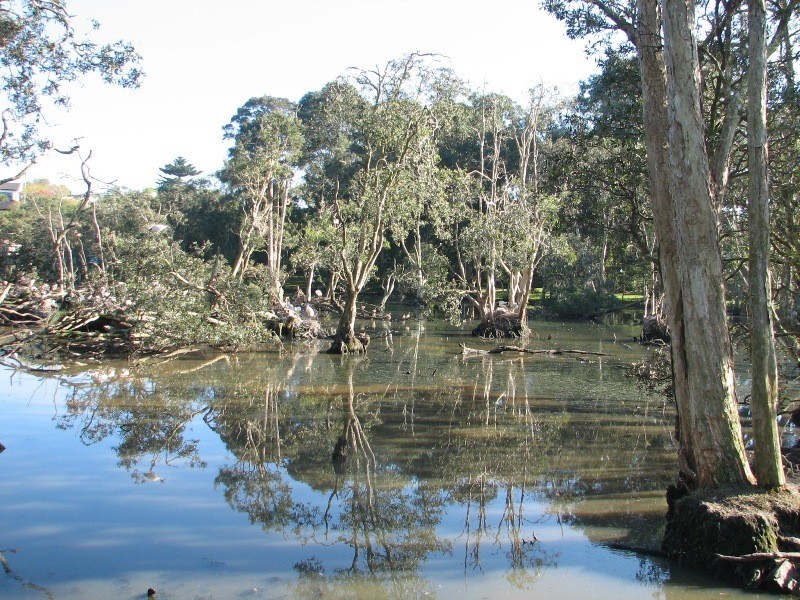 24 Mort Street, Shortland NSW 2307