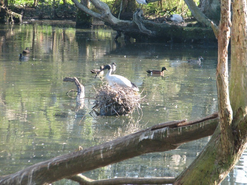 24 Mort Street, Shortland NSW 2307