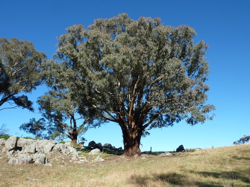 1112 Bevendale Road, Bevendale NSW 2581