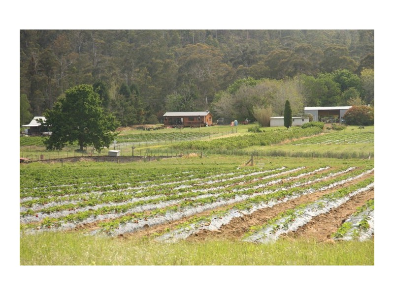 105 Hillwood Road “Hillwood Berry Farm”, Hillwood TAS 7252
