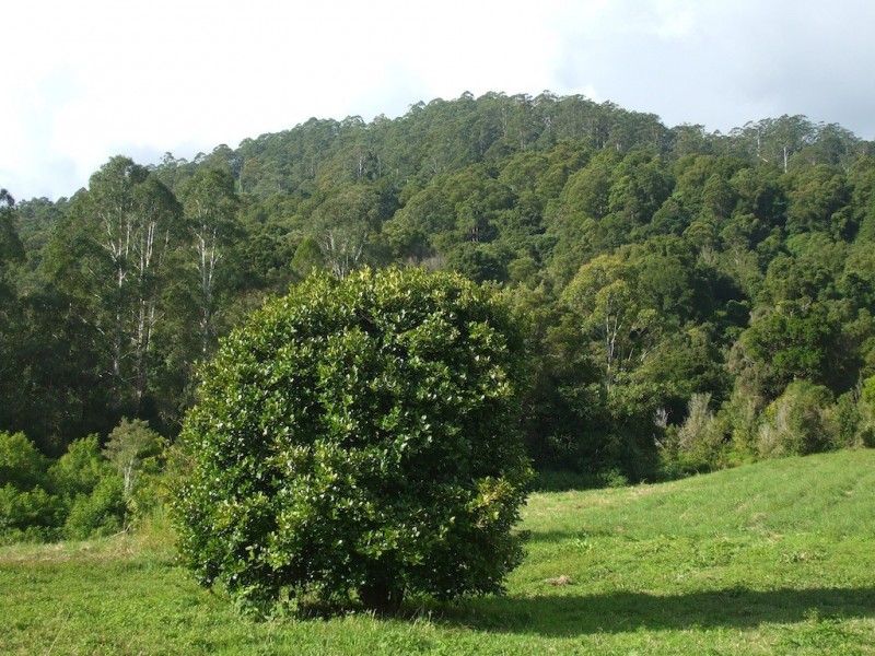 Nimbin NSW 2480