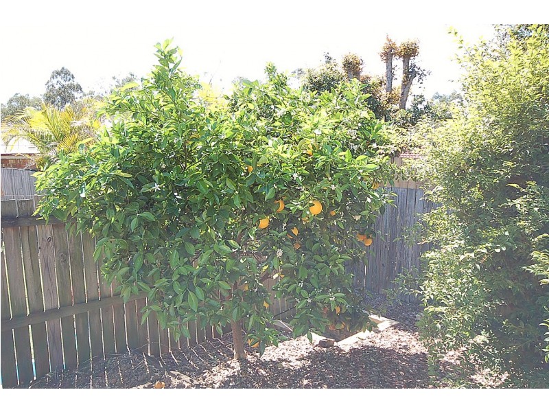 2 Pine Crest Drive, Kurwongbah QLD 4503